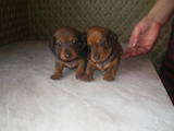 Собаки, щенки Гладкошерстная миниатюрная такса, цена 2000 Грн., Фото
