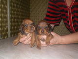 Собаки, щенки Гладкошерстная миниатюрная такса, цена 2000 Грн., Фото