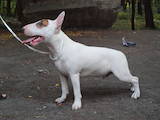 Собаки, щенята Мініатюрний бультер'єр, ціна 12000 Грн., Фото