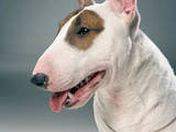 Собаки, щенята Мініатюрний бультер'єр, ціна 12000 Грн., Фото