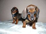 Собаки, щенки Гладкошерстная миниатюрная такса, цена 650 Грн., Фото