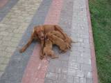 Собаки, щенки Венгерская выжла, цена 5000 Грн., Фото