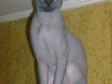 Кошки, котята Спаривание, цена 800 Грн., Фото