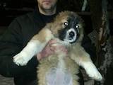 Собаки, щенята Кавказька вівчарка, ціна 1500 Грн., Фото