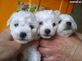 Собаки, щенки Бишон фрисе, цена 4700 Грн., Фото