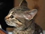 Кішки, кошенята Європейська короткошерста, ціна 10 Грн., Фото