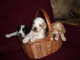 Собаки, щенки Русский спаниель, цена 350 Грн., Фото