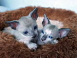 Кошки, котята Корниш-рекс, цена 4000 Грн., Фото