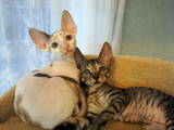 Кішки, кошенята Корніш-рекс, ціна 4000 Грн., Фото