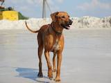 Собаки, щенята Родезійського ріджбек, ціна 8000 Грн., Фото