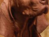 Собаки, щенята Угорська вижла, ціна 10000 Грн., Фото