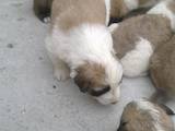 Собаки, щенки Московская сторожевая, цена 500 Грн., Фото