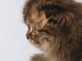 Кошки, котята Хайленд Фолд, цена 2500 Грн., Фото
