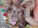 Собаки, щенки Русский длинношерстный тойтерьер, цена 1000 Грн., Фото