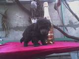 Собаки, щенята Той-пудель, ціна 1300 Грн., Фото