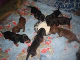 Собаки, щенки Гладкошерстная такса, цена 700 Грн., Фото