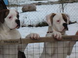 Собаки, щенки Американский бульдог, цена 15000 Грн., Фото