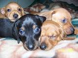 Собаки, щенки Жесткошерстная кроличья такса, цена 550 Грн., Фото