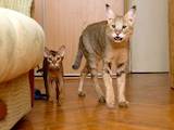 Кішки, кошенята Абіссінська, ціна 10 Грн., Фото