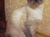 Кішки, кошенята Тайська, ціна 450 Грн., Фото