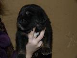 Собаки, щенки Тибетский мастиф, цена 6500 Грн., Фото