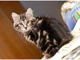 Кішки, кошенята Курильський бобтейл, ціна 4000 Грн., Фото