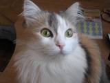 Кошки, котята Европейская короткошерстная, цена 0.10 Грн., Фото