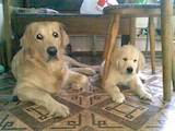 Собаки, щенки Золотистый ретривер, цена 3000 Грн., Фото