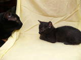 Кішки, кошенята Східна короткошерста, ціна 5 Грн., Фото