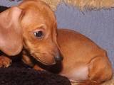 Собаки, щенки Гладкошерстная миниатюрная такса, цена 400 Грн., Фото