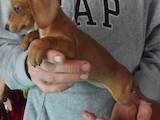 Собаки, щенята Гладкошерста мініатюрна такса, ціна 400 Грн., Фото