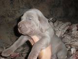Собаки, щенята Веймарська лягава, ціна 5700 Грн., Фото