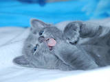 Кішки, кошенята Російська блакитна, ціна 2400 Грн., Фото