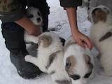 Собаки, щенки Среднеазиатская овчарка, цена 1000 Грн., Фото
