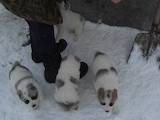 Собаки, щенки Среднеазиатская овчарка, цена 1000 Грн., Фото