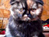 Кішки, кошенята Британська довгошерста, ціна 1000 Грн., Фото