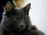 Кішки, кошенята Російська блакитна, ціна 5 Грн., Фото