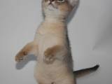 Кішки, кошенята Абіссінська, ціна 4300 Грн., Фото