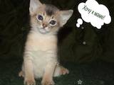 Кошки, котята Абиссинская, цена 4300 Грн., Фото