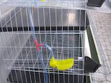Птицеводство Оборудование для птичьих ферм, цена 2846 Грн., Фото