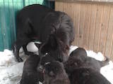 Собаки, щенки Бельгийская овчарка (Грюнендаль), цена 1000 Грн., Фото