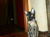 Кішки, кошенята Корніш-рекс, Фото