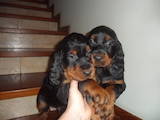 Собаки, щенки Сеттер-гордон, цена 2500 Грн., Фото