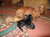 Собаки, щенята Гладкошерста мініатюрна такса, ціна 2800 Грн., Фото