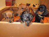 Собаки, щенки Гладкошерстная миниатюрная такса, цена 2800 Грн., Фото