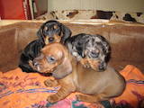 Собаки, щенки Гладкошерстная миниатюрная такса, цена 2800 Грн., Фото