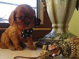 Собаки, щенки Кавалер-Кинг-Чарльз спаниель, цена 8000 Грн., Фото
