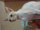 Кошки, котята Девон-рекс, цена 100 Грн., Фото