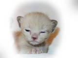 Кошки, котята Бурма, цена 4000 Грн., Фото