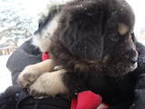 Собаки, щенки Тибетский мастиф, цена 12000 Грн., Фото
